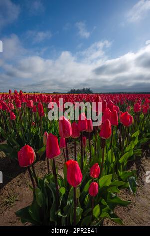 Leuchtende rote Tulpen blühen unter geschwollenen weißen Wolken und blauem Himmel an einem Frühlingsmorgen in Oregon Stockfoto