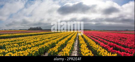 Am Frühlingsmorgen in Oregon bietet sich ein Panoramablick auf das farbenfrohe Feld blühender Tulpen an Stockfoto