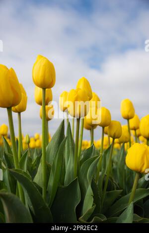 Blühende gelbe Tulpenblüten hautnah über dem Himmel am Frühlingsmorgen in Oregon Stockfoto