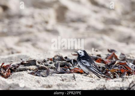 Rattenschwanz [ Motacilla alba ] auf der Suche nach Insekten in Algen an einem Sandstrand Stockfoto