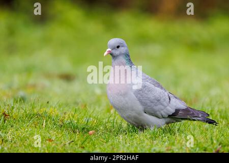 Stock Dove [ Columba Oenas ] auf dem Rasen Stockfoto