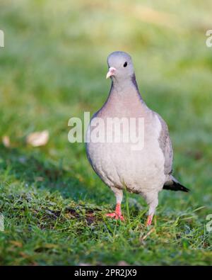 Stock Dove [ Columba Oenas ] auf dem Rasen Stockfoto