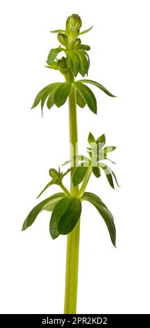 Frischen Waldmeister mit Blumen isoliert auf weißem Hintergrund Stockfoto