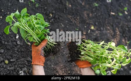 Setzlinge von Paprika in den Händen. Im Boden Pflanzen. Stockfoto