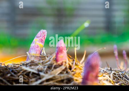 Essbarer Spargel wächst im Garten in Morgentau, aus nächster Nähe. Rosa junger Schuss von medizinischem Spargel. Gourmet-Gemüse anbauen Stockfoto