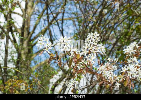 Die weichen weißen Blüten von amelanchier Lamarckii an einem sonnigen Tag im Frühling Stockfoto