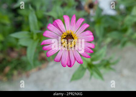 Zinnia peruviana, die peruanische Zinnia, ist eine jährliche Blütenpflanze der Familie Asteraceae Stockfoto