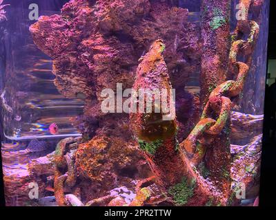 Alte rostige Schiffsanker auf dem Meeresgrund in Großaufnahme, alte Aquariumdekoration. Stockfoto