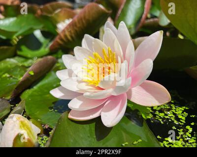 Herrliche, blühende Seerosen im Teich an sonnigen Tagen Stockfoto