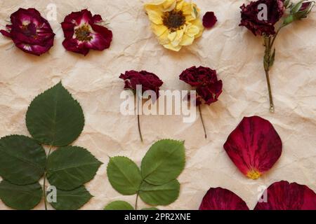 Papier mit schönen Blumen, Blättern und Blütenblättern, zum Trocknen vorbereitet, flach gelegt Stockfoto