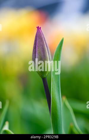 Nahaufnahme einer ungeöffneten Tulpenknospe vor einem Grashintergrund. Draufsicht. Stockfoto