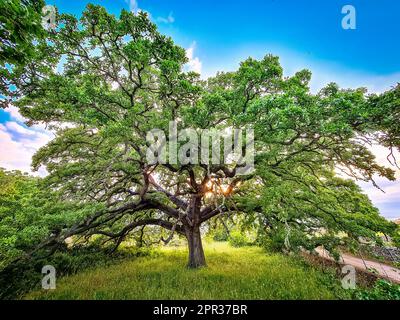 Eiche Vallonea von Tricase - Salento, Apulien, Italien Stockfoto