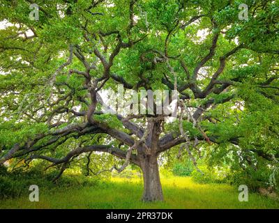 Eiche Vallonea von Tricase - Salento, Apulien, Italien Stockfoto