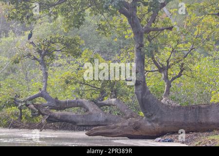 Gefallener afrikanischer Baobab-Baum (Adansonia digitata), der über einem Fluss hängt Stockfoto