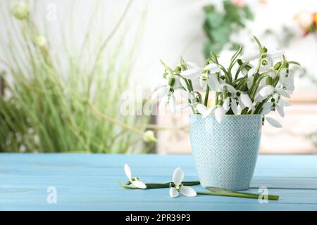 Wunderschöne Schneeglöckchen im Becher auf türkisfarbenem Holztisch. Platz für Text Stockfoto