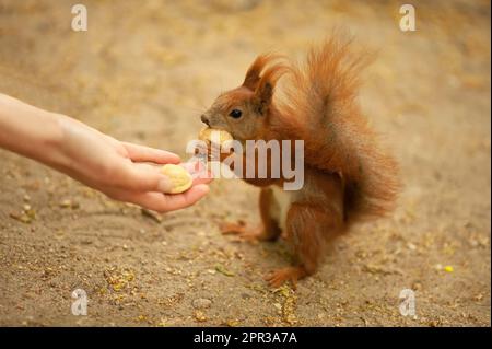 Eine Frau, die dem süßen Eichhörnchen draußen Walnüsse gibt, Nahaufnahme Stockfoto