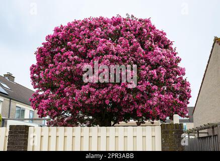 Dekorative rosa Blumen eines Zierapfelbaums in Blüte Stockfoto