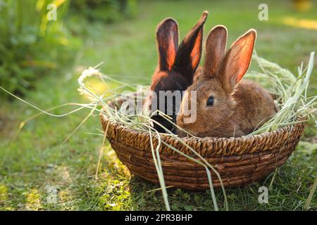 Süße flauschige Kaninchen in einer Korbschale mit trockenem Gras im Freien. Platz für Text Stockfoto