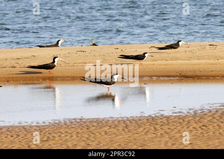 Gruppe schwarzer Schimmer (Rynchops niger) an einem Sandufer des Flusses Xingu in der Nähe der Stadt Senador Jose Porfirio, para, Brasilien. Stockfoto