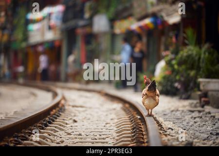 Hahn, der zwischen Häusern auf Eisenbahngleisen spaziert. Die sogenannte Train Street mit ihren vielen Cafés ist ein beliebter Ort für Touristen in Hanoi. Stockfoto