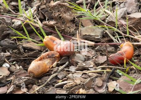 Seltsame Orangenfrucht auf dem Boden mit Rindenchips und Gras Stockfoto