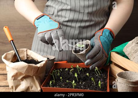 Person, die sich um Setzlinge am Tisch kümmert, Nahaufnahme Stockfoto