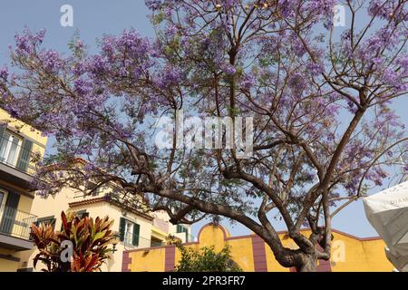 Blühender Jacarandabaum (Jacaranda mimosifolia) in Funchal Stockfoto