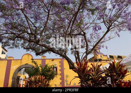 Blühender Jacarandabaum (Jacaranda mimosifolia) in Funchal Stockfoto