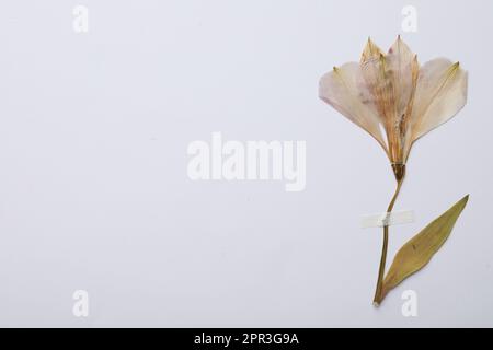 Gepresste getrocknete Blume auf weißem Hintergrund. Wunderschönes Herbarium Stockfoto