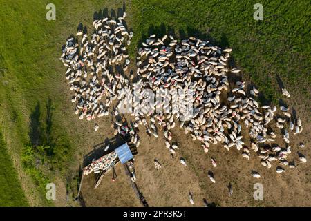 Luftdrohne Ansicht der Herde von Schafen grasen in grün Wiese Stockfoto