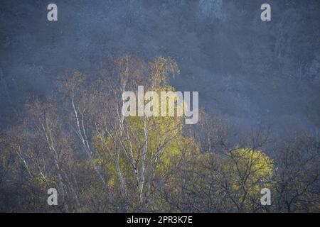 Frühlingsüberlegungen über Rydal Water, English Lake District Stockfoto