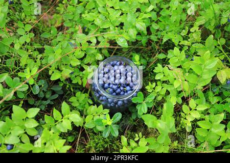 Frische Blaubeeren im Glas auf grünem Gras Stockfoto