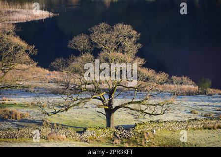 Frühlingsüberlegungen über Rydal Water, English Lake District Stockfoto