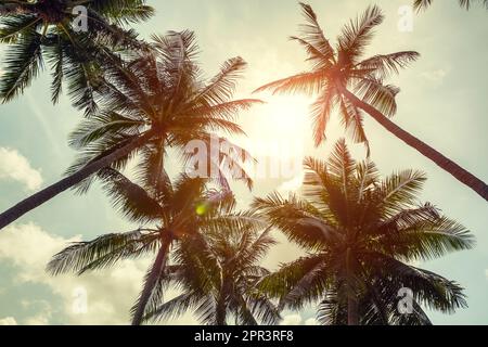 Kokosnusspalmen auf bewölktem Hintergrund. Ansicht Mit Niedrigem Winkel. Bild mit Tonwertkorrektur. Palmen auf dem wunderschönen Hintergrund des Sonnenuntergangs. Stockfoto