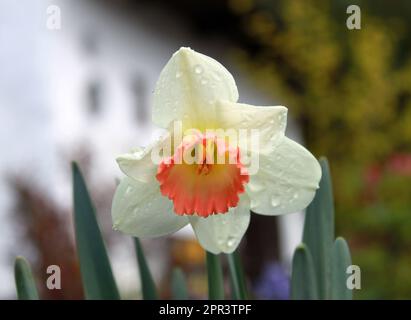 Kurz nach einem Frühlingsregnertag könnten die Regentropfen die Narzissen-Blüten fantastisch machen. Stockfoto