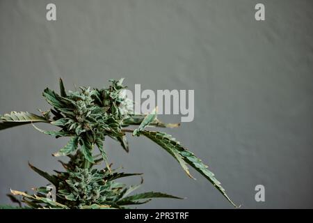 Marihuana-Topfpflanze auf einem Holzstuhl mit grauem Hintergrund. Cannabiskonzept Stockfoto