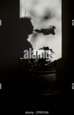 Silhouette eines jungen Mannes, der vor einer Cannabispflanze Marihuana raucht. Arzneimittelkonzept Stockfoto