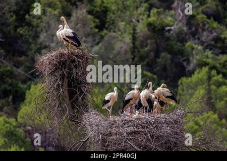 Weißstorch (Ciconia ciconia), Storchfamilie im Storchnest, Portugal, Algarve, Silves Stockfoto