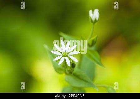 Wasser Vogelmiere, Hahnenfußgewächse, Riesen-Vogelmiere (Myosoton Aquaticum, Stellaria Aquatica), Wasser blühen, Deutschland Stockfoto