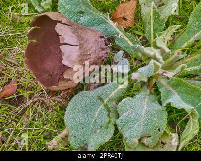 Pestle Puffball (Calvatia excipuliformis, Calvatia saccata), Fruchtblase im Spätherbst, Deutschland, Hessen Stockfoto