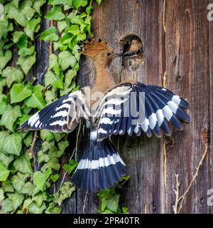Hoopoe (Upupa epops), Jungvögel an der Nestbox füttern, Deutschland, Baden-Württemberg Stockfoto