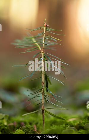 Europäische Tanne (Abies alba), Setzling auf Waldgrund, Deutschland Stockfoto