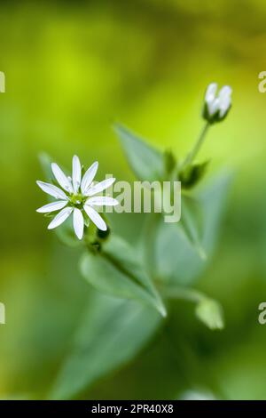 Wasser Vogelmiere, Hahnenfußgewächse, Riesen-Vogelmiere (Myosoton Aquaticum, Stellaria Aquatica), Wasser blühen, Deutschland Stockfoto