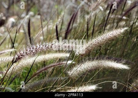 Brunnengras, purpurfarbener Brunnen (Pennisetum setaceum), blühend, Kanarische Inseln, Gran Canaria Stockfoto