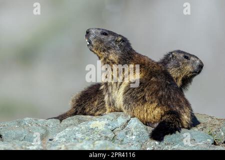 alpines Murmeltier (Marmota marmota), zwei alpine Murmeltiere auf einem Felsen, Österreich, Kärnten, hoher Tauern Nationalpark, Großglockner Stockfoto