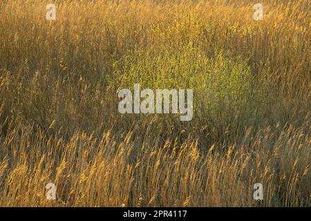 schilfgürtel des Duemmer-Sees, Deutschland, Niedersachsen, Duemmerlohausen Stockfoto