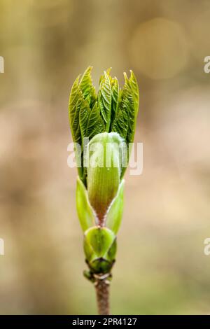 Ahornsirup, Ahornsirup (Acer pseudoplatanus), Knospe, Deutschland Stockfoto