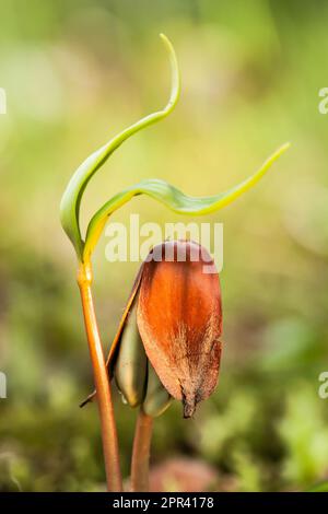 Gemeine Buche (Fagus sylvatica), Setzlinge im Hintergrundlicht, ein Ahornkeim auf der linken Seite, Deutschland Stockfoto