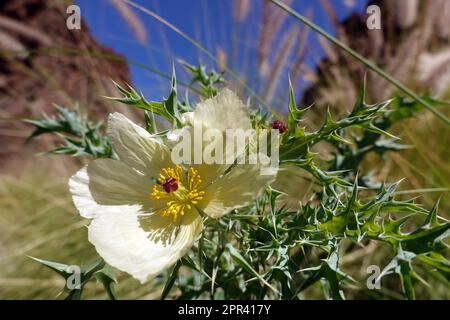 Blasser mexikanischer Stachelmohn, mexikanischer Mohn (Argemone ochroleuca), Blume, Kanarische Inseln, Gran Canaria Stockfoto