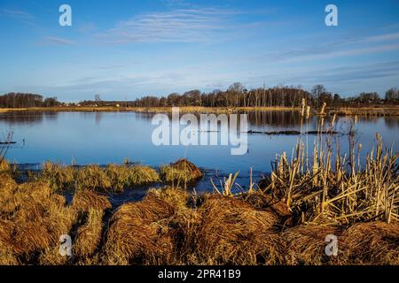 Hornborga-See, Zucht- und Ruhebereich für Kraniche, Schweden Stockfoto